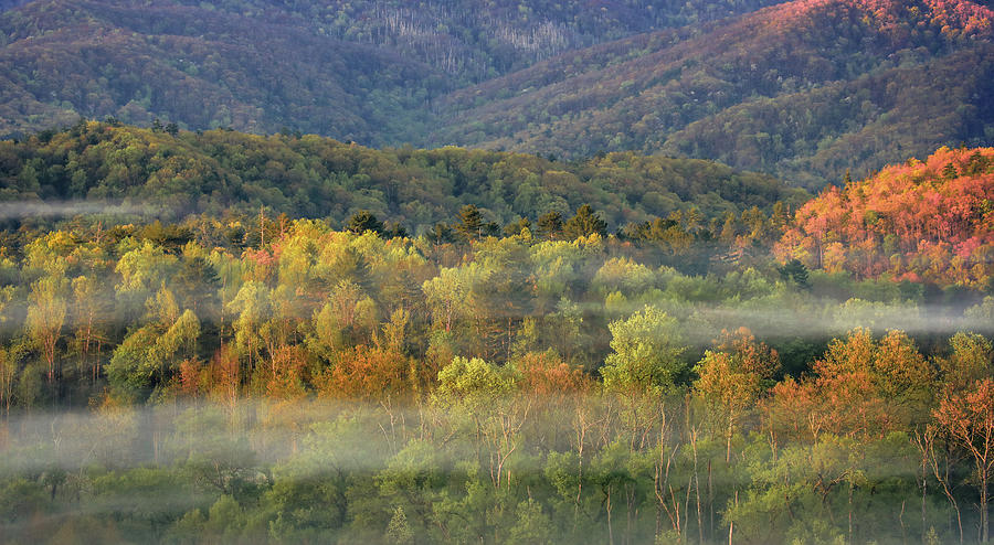 Fog filled autumn forest photography by Dan Sproul for senior living artwork